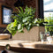 LECHUZA BALCONERA Stone 50 - Plantenbak - met uitneembare binnenbak - met bewateringssysteem - ALL-IN-ONE set met LECHUZA-PON - zandbeige