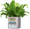 LECHUZA CANTO Stone 30 low - plantenbak - met uitneembare binnenbak - met bewateringssysteem - ALL-IN-ONE set met LECHUZA-PON - kwarts wit