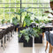 LECHUZA CANTO Stone 30 low - Plantenbak - met uitneembare binnenbak - met bewateringssysteem - ALL-IN-ONE set met LECHUZA-PON - steengrijs