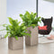 LECHUZA CANTO Stone 40 high - Plantenbak - met uitneembare binnenbak - met bewateringssysteem - ALL-IN-ONE set met LECHUZA-PON - zandbeige