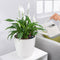 LECHUZA CLASSICO Color 21 - Plantenbak - met bewateringssysteem - ALL-IN-ONE set met LECHUZA-PON - zandbruin