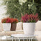 LECHUZA CLASSICO COLOR 21 - Plantenbak - met bewateringssysteem - ALL-IN-ONE set met LECHUZA-PON - muskaat
