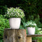 LECHUZA CLASSICO Color 28 - Plantenbak - met bewateringssysteem - ALL-IN-ONE set met LECHUZA-PON - muskaat