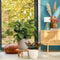 LECHUZA CLASSICO Color 28 - Plantenbak - met bewateringssysteem - ALL-IN-ONE set met LECHUZA-PON - muskaat