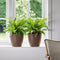 LECHUZA CLASSICO Color 35 - Plantenbak - met bewateringssysteem - ALL-IN-ONE set met LECHUZA-PON - zandbruin