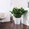 LECHUZA CLASSICO Color 35 - Plantenbak - met bewateringssysteem - ALL-IN-ONE set met LECHUZA-PON - leisteengrijs