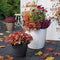 LECHUZA CLASSICO Color 35 - Plantenbak - met bewateringssysteem - ALL-IN-ONE set met LECHUZA-PON - Wit