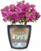 LECHUZA CLASSICO Color 43 - Plantenbak - met bewateringssysteem - ALL-IN-ONE set met LECHUZA-PON - wit