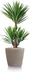 LECHUZA CLASSICO Color 60 - Plantenbak - met bewateringssysteem - ALL-IN-ONE set met LECHUZA-PON - zandbruin