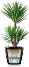LECHUZA CLASSICO PREMIUM 60 - Plantenbak - met bewateringssysteem - ALL-IN-ONE set met LECHUZA-PON - taupe hoogglans