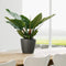LECHUZA CLASSICO PREMIUM LS 21 - Plantenbak - met uitneembare binnenbak - met bewateringssysteem - ALL-IN-ONE set met LECHUZA-PON - antraciet metallic