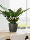 LECHUZA CLASSICO PREMIUM LS 21 - Plantenbak - met uitneembare binnenbak - met bewateringssysteem - ALL-IN-ONE set met LECHUZA-PON - antraciet metallic