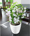 LECHUZA CLASSICO PREMIUM LS 21 - Plantenbak - met uitneembare binnenbak - met bewateringssysteem - ALL-IN-ONE set met LECHUZA-PON - wit hoogglans