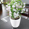 LECHUZA CLASSICO PREMIUM LS 21 - Plantenbak - met uitneembare binnenbak - met bewateringssysteem - ALL-IN-ONE set met LECHUZA-PON - zwart hoogglans