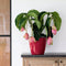 LECHUZA CLASSICO PREMIUM LS 21 - Plantenbak - met uitneembare binnenbak - met bewateringssysteem - ALL-IN-ONE set met LECHUZA-PON - zilver metallic