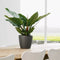 LECHUZA CLASSICO PREMIUM LS 21 - Plantenbak - met uitneembare binnenbak - met bewateringssysteem - ALL-IN-ONE set met LECHUZA-PON - scharlakenrood hoogglans