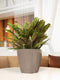 LECHUZA CLASSICO PREMIUM LS 28 - Plantenbak - met uitneembare binnenbak - met bewateringssysteem - ALL-IN-ONE set met LECHUZA-PON - taupe hoogglans