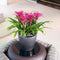 LECHUZA CLASSICO PREMIUM LS 35 - Plantenbak - met uitneembare binnenbak - met bewateringssysteem - ALL-IN-ONE set met LECHUZA-PON - taupe hoogglans