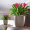 LECHUZA CLASSICO PREMIUM LS 35 - Plantenbak - met uitneembare binnenbak - met bewateringssysteem - ALL-IN-ONE set met LECHUZA-PON - zilver metallic