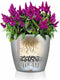 LECHUZA CLASSICO PREMIUM LS 50 - Plantenbak - met uitneembare binnenbak - met bewateringssysteem - ALL-IN-ONE set met LECHUZA-PON - zwart hoogglans