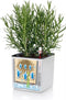 LECHUZA CUBE Color Triple - Plantenbak - met uitneembare binnenbak - met bewateringssysteem - ALL-IN-ONE set - leisteengrijs