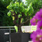 LECHUZA CUBE COTTAGE 50 - Plantenbak - met uitneembare binnenbak - met bewateringssysteem - ALL-IN-ONE set met LECHUZA-PON - graniet