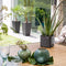 LECHUZA CUBE Glossy 14 - Plantenbak - met uitneembare binnenbak - met bewateringssysteem - ALL-IN-ONE set met LECHUZA-PON - antraciet hoogglans