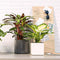 LECHUZA CUBE Glossy 14 - Plantenbak - met uitneembare binnenbak - met bewateringssysteem - ALL-IN-ONE set met LECHUZA-PON - antraciet hoogglans
