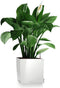 LECHUZA CUBE Premium 30 - Plantenbak - met uitneembare binnenbak - met bewateringssysteem - ALL-IN-ONE set met LECHUZA-PON - wit hoogglans