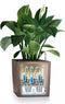 LECHUZA CUBE Premium 30 - Plantenbak - met uitneembare binnenbak - met bewateringssysteem - ALL-IN-ONE set met LECHUZA-PON - scharlakenrood hoogglans