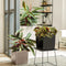 LECHUZA CUBE Premium 30 - Plantenbak - met uitneembare binnenbak - met bewateringssysteem - ALL-IN-ONE set met LECHUZA-PON - scharlakenrood hoogglans