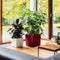 LECHUZA CUBE Premium 30 - Plantenbak - met uitneembare binnenbak - met bewateringssysteem - ALL-IN-ONE set met LECHUZA-PON - wit hoogglans