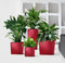 LECHUZA CUBE Premium 50 - Plantenbak - met uitneembare binnenbak - met bewateringssysteem - ALL-IN-ONE set met LECHUZA-PON - zwart hoogglans