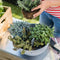 LECHUZA CUBETO Stone 30 - Plantenbak - met uitneembare binnenbak - met bewateringssysteem - ALL-IN-ONE set met LECHUZA-PON - grafietzwart