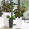 LECHUZA CUBICO ALTO PREMIUM 40 - Plantenbak - met uitneembare binnenbak - met bewateringssysteem - ALL-IN-ONE set met LECHUZA-PON - Antraciet metallic