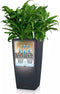 LECHUZA CUBICO Color 40 - Plantenbak - met uitneembare binnenbak - met bewateringssysteem - ALL-IN-ONE set met LECHUZA-PON - leisteengrijs