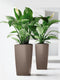LECHUZA CUBICO PREMIUM 30 - Plantenbak - met uitneembare binnenbak - met bewateringssysteem - ALL-IN-ONE set met LECHUZA-PON - taupe hoogglans