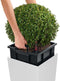 LECHUZA CUBICO PREMIUM 50 - Plantenbak - met uitneembare binnenbak - met bewateringssysteem - ALL-IN-ONE set met LECHUZA-PON - wit hoogglans