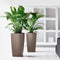 LECHUZA CUBICO PREMIUM 50 - Plantenbak - met uitneembare binnenbak - met bewateringssysteem - ALL-IN-ONE set met LECHUZA-PON - wit hoogglans
