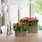 LECHUZA DELTA PREMIUM 10 - Plantenbak - met uitneembare binnenbak - met bewateringssysteem - ALL-IN-ONE set met LECHUZA-PON - taupe hoogglans