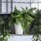 LECHUZA DELTINI - Plantenbak - met uitneembare binnenbak - met bewateringssysteem - ALL-IN-ONE set met LECHUZA-PON - scharlakenrood hoogglans