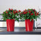 LECHUZA DELTINI - Plantenbak - met uitneembare binnenbak - met bewateringssysteem - ALL-IN-ONE set met LECHUZA-PON - scharlakenrood hoogglans
