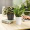 LECHUZA DELTINI - Plantenbak - met uitneembare binnenbak - met bewateringssysteem - ALL-IN-ONE set met LECHUZA-PON - taupe hoogglans