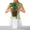 LECHUZA MAXI-CUBI - Premium tafelpot - Plantenbak - met uitneembare binnenbak - met bewateringssysteem - ALL-IN-ONE set met LECHUZA-PON - scharlakenrood hoogglans