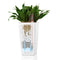 LECHUZA MINI-CUBI - Premium tafelpot - Plantenbak - met uitneembare binnenbak - met bewateringssysteem - ALL-IN-ONE set met LECHUZA-PON - scharlakenrood hoogglans