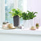 LECHUZA MINI-CUBI - Premium tafelpot - Plantenbak - met uitneembare binnenbak - met bewateringssysteem - ALL-IN-ONE set met LECHUZA-PON - wit hoogglans