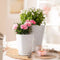 LECHUZA MINI DELTINI - Plantenbak - met uitneembare binnenbak - met bewateringssysteem - ALL-IN-ONE set met LECHUZA-PON - taupe hoogglans