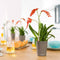 LECHUZA MINI DELTINI - Plantenbak - met uitneembare binnenbak - met bewateringssysteem - ALL-IN-ONE set met LECHUZA-PON - antraciet metallic