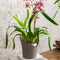 LECHUZA ORCHIDEA - Plantenbak - met uitneembare binnenbak - met bewateringssysteem - ALL-IN-ONE set met LECHUZA ORCHIDPON - Wit mat