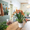 LECHUZA ORCHIDEA - Plantenbak - met uitneembare binnenbak - met bewateringssysteem - ALL-IN-ONE set met LECHUZA ORCHIDPON - Wit mat